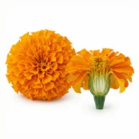 African Orange Flower