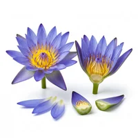 Blue Lotus