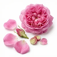 Bulgarian Rose
