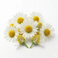 Chamomile