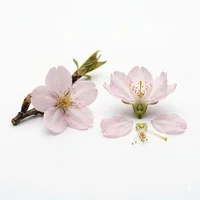 Cherry Blossom