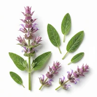 Clary Sage