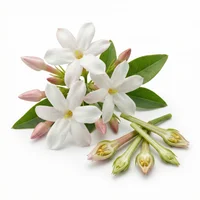 Egyptian Jasmine