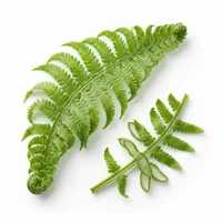 Fern