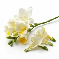 Freesia