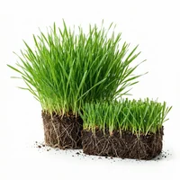 Hay