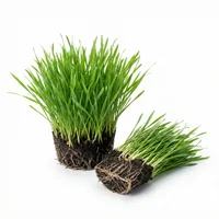 Green Grass