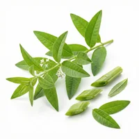 Lemon Verbena