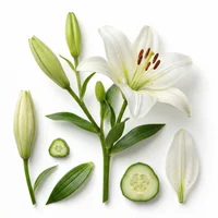 Lily