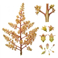 Mango Blossom