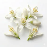 Neroli