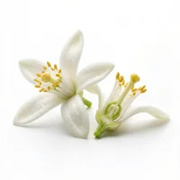 Orange Blossom