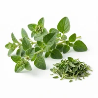 Oregano