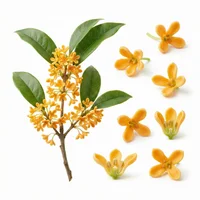 Osmanthus