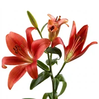 Red Lily