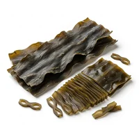 Sea Seaweed