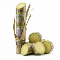 Sugar Cane