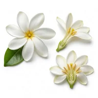 Tiare Flower