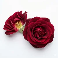 Turkey Red Rose
