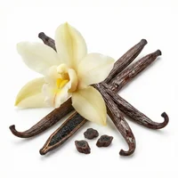 Vanilla Orchid