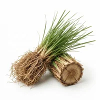 Vetiver