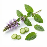 Water Mint