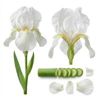 White Iris