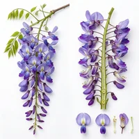 Wisteria